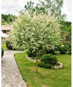 Hakuro-Nishiki Willow (grafted plant) container C4