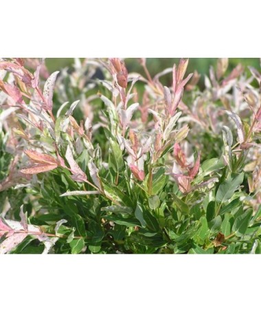 Hakuro-Nishiki Willow (grafted plant) container C4