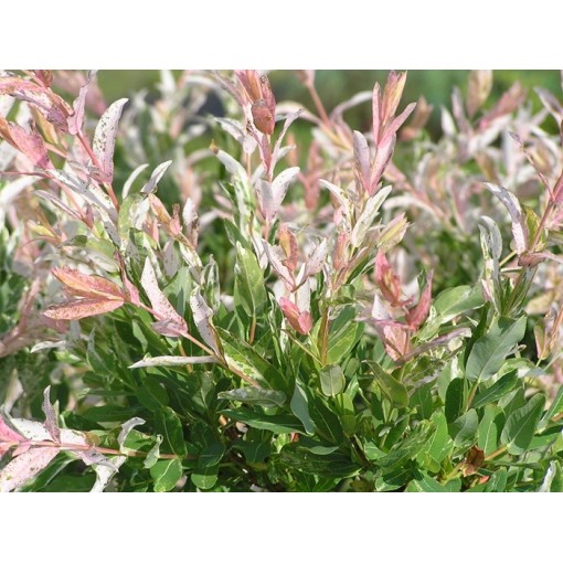 Hakuro-Nishiki Willow (grafted plant) container C4