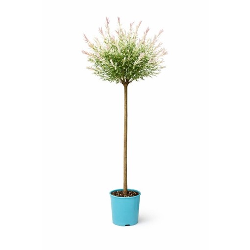 Hakuro-Nishiki Willow (grafted plant) container C4