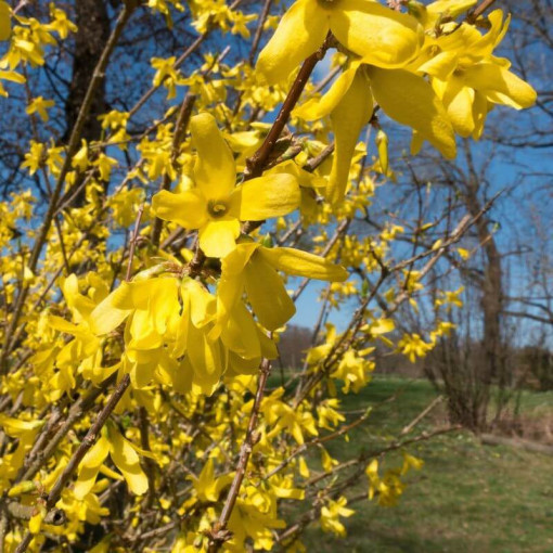 Forsythia 'Flojor' P9/C1