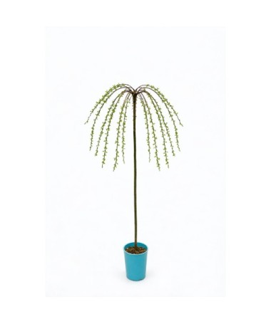 Willow ‘Integra’ (grafted plant) container C4