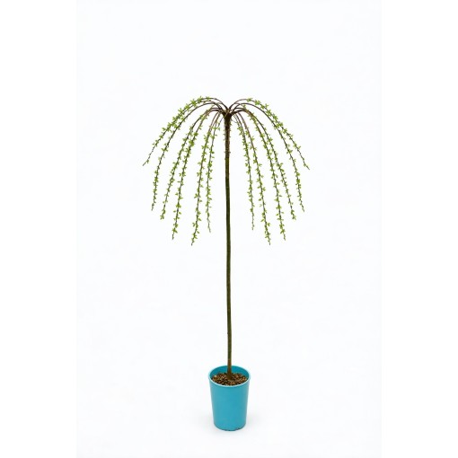 Willow ‘Integra’ (grafted plant) container C4