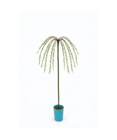 Willow ‘Integra’ (grafted plant) container C4