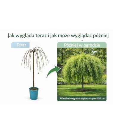 Willow ‘Integra’ (grafted plant) container C4