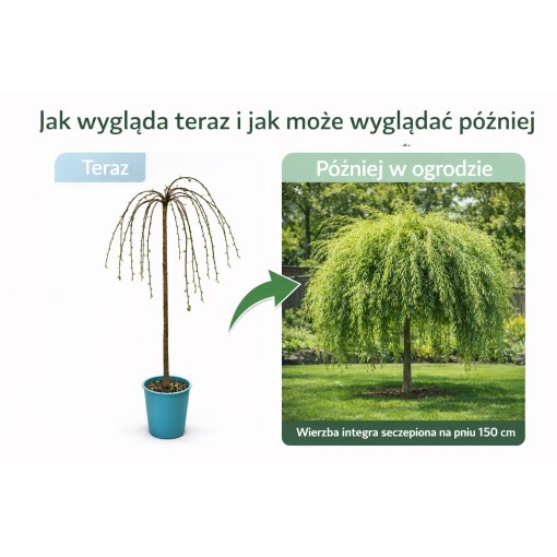 Willow ‘Integra’ (grafted plant) container C4