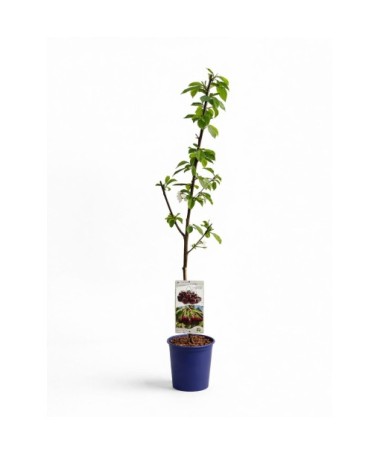 SWEET CHERRY CORDIA C4 (grafting on dwarfing rootstock Gisela 5/Gisela 6)