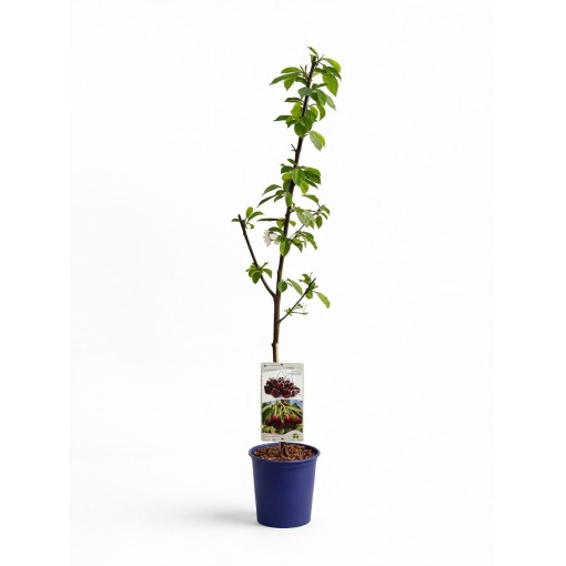 SWEET CHERRY CORDIA C4 (grafting on dwarfing rootstock Gisela 5/Gisela 6)