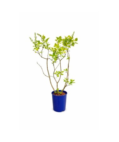 Lilak pospolity Aucubaefolia C4