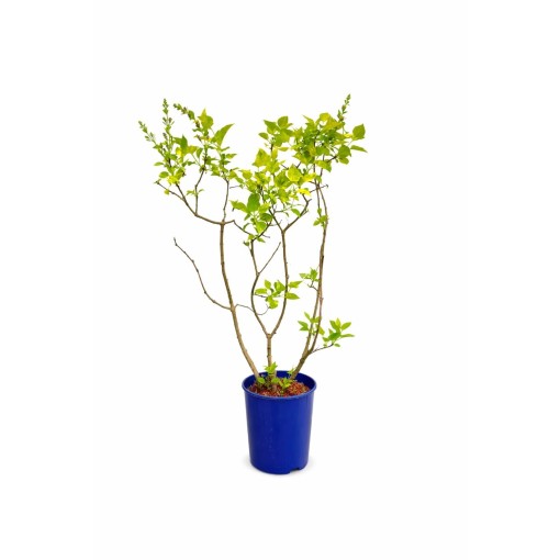 Lilak pospolity Aucubaefolia C4