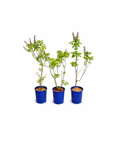 Lilak pospolity Aucubaefolia C4