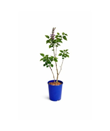 Common Lilac ‘Michel Buchner’ C4