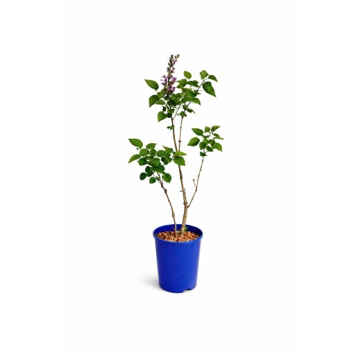Common Lilac ‘Michel Buchner’ C4