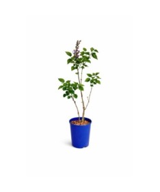 Common Lilac ‘Michel Buchner’ C4