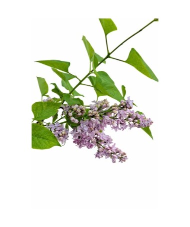 Common Lilac ‘Michel Buchner’ C4