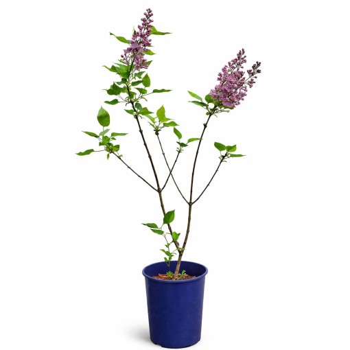 Common Lilac ‘Standard of Lenin’ C4