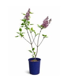 Common Lilac ‘Standard of Lenin’ C4