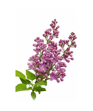 Common Lilac ‘Standard of Lenin’ C4