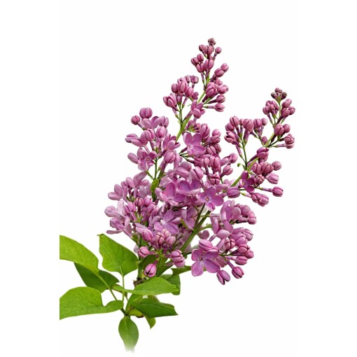 Common Lilac ‘Standard of Lenin’ C4