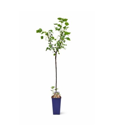 White Currant ‘Juterbog’ C2 (Grafted Plant)