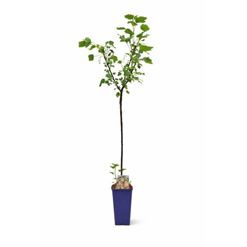 White Currant ‘Juterbog’ C2 (Grafted Plant)