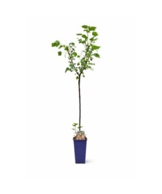White Currant ‘Juterbog’ C2 (Grafted Plant)