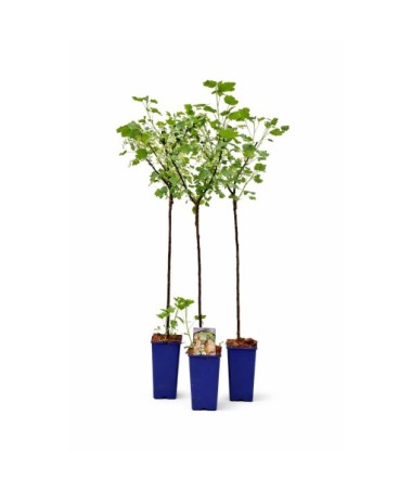 White Currant ‘Juterbog’ C2 (Grafted Plant)