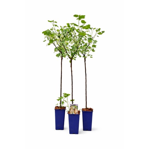White Currant ‘Juterbog’ C2 (Grafted Plant)