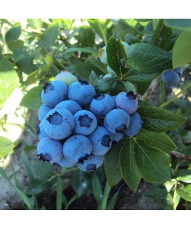 American Blueberry Denis Blue C4