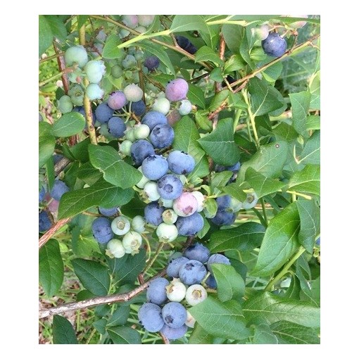 American Blueberry Elizabeth C4
