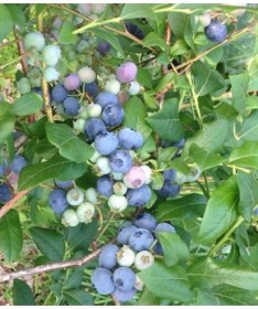 American Blueberry Elizabeth C4