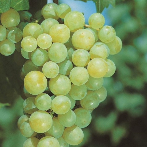 Light‑fruited Grapevine MIX 2L