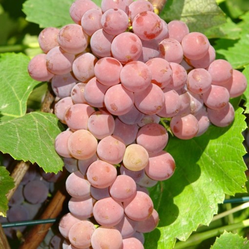 Dark‑fruited Grapevine MIX 2L