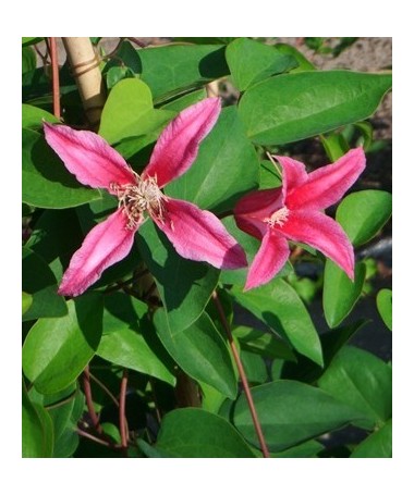 Clematis ‘Duchess of Albany’ P9/C1