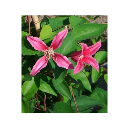 Clematis ‘Duchess of Albany’ P9/C1