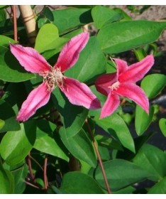 Clematis ‘Duchess of Albany’ P9/C1