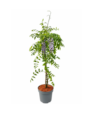 Chinese Wisteria BLUE-VIOLET pot, 10L