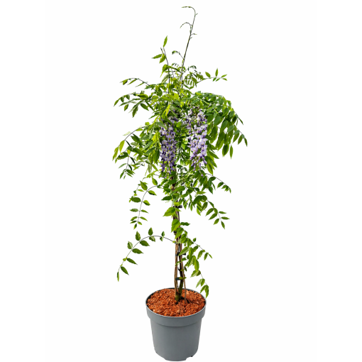 Chinese Wisteria BLUE-VIOLET pot, 10L