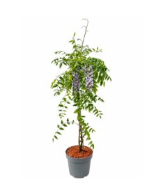 Chinese Wisteria BLUE-VIOLET pot, 10L