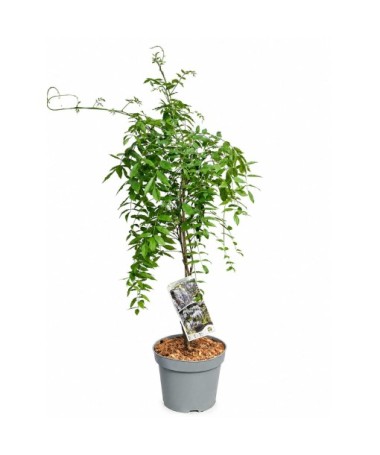 Chinese Wisteria BLUE-VIOLET pot, 10L