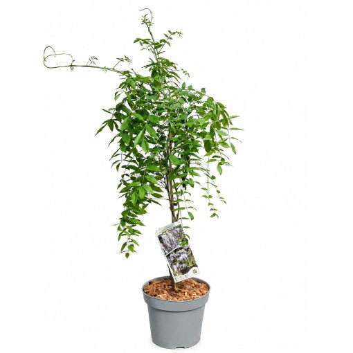 Chinese Wisteria BLUE-VIOLET pot, 10L