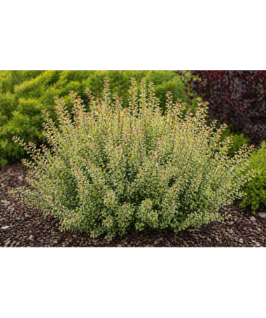Barberry ‘Powwow’ P9/C1