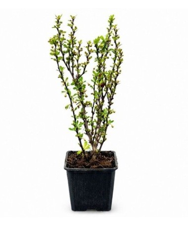 Barberry ‘Powwow’ P9/C1