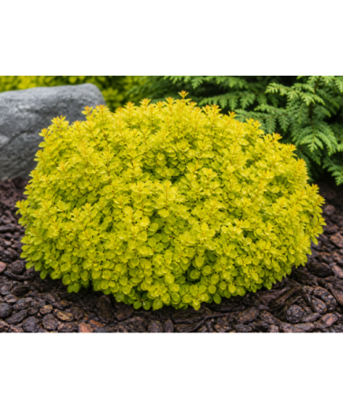 Barberry 'Goldalita' P9/C1