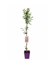 Serrated Cherry ‘Kanzan’ C4 (grafting on rootstock)