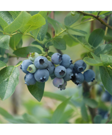 Blueberry Eliot 4L