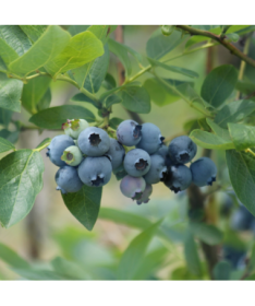 Blueberry Eliot 4L