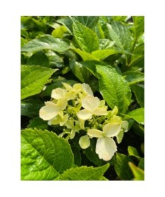 Hydrangea macrophylla 'Mariesii Perfecta' C2