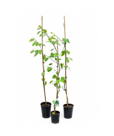 Himalayan Birch ‘Doorenbos’ (Betula) C2