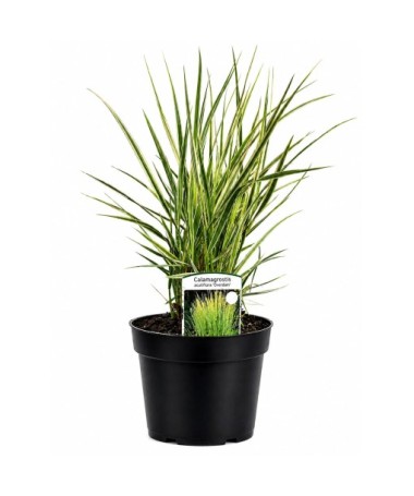 Calamagrostis × acutiflora ‘Overdam’ – Feather Reed Grass (C4)